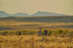 Wildernest RV Site - Image 3
