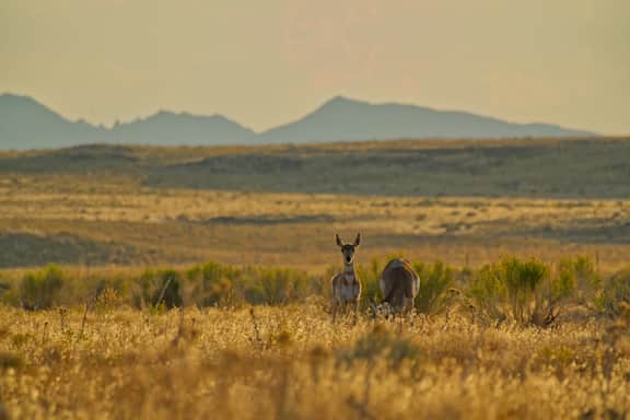 Wildernest RV Site - Image 3